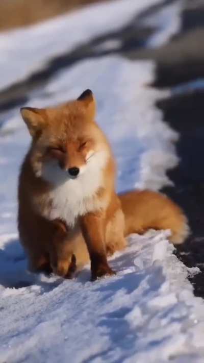Yay cute foxxo