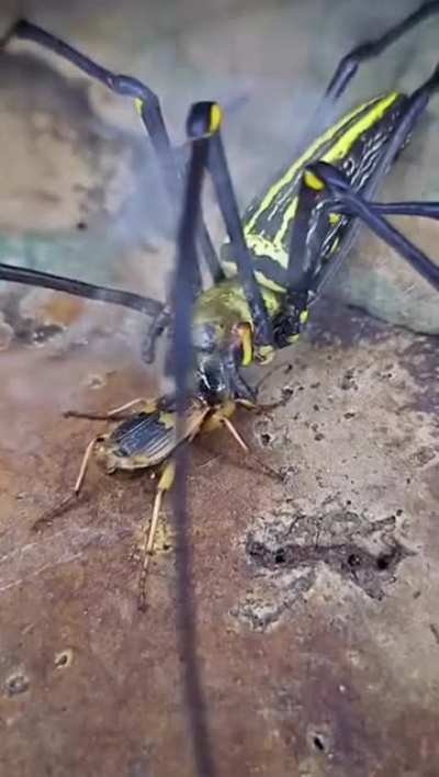 A Bombardier beetle using its chemical defence.