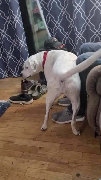 Weird game my dog and husband play.