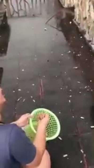 yo escapando de latinoamerica cayendo en otro país 