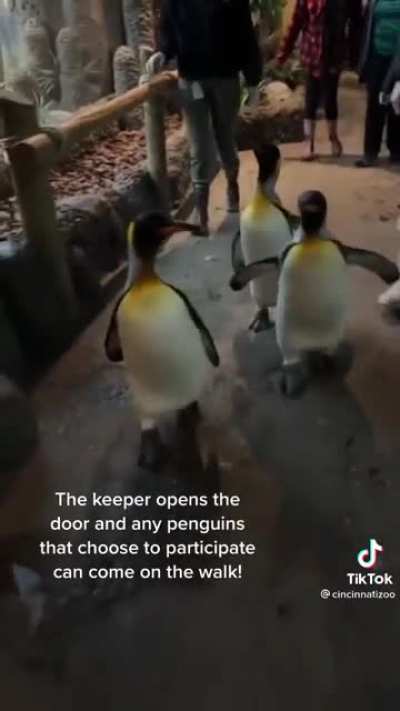 Penguins on parade