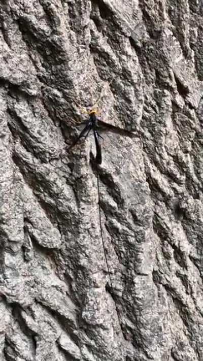 Apparently it’s called an Ichneumon Wasp.