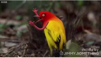 Mating dance with arms @jimmy.something on Instagram