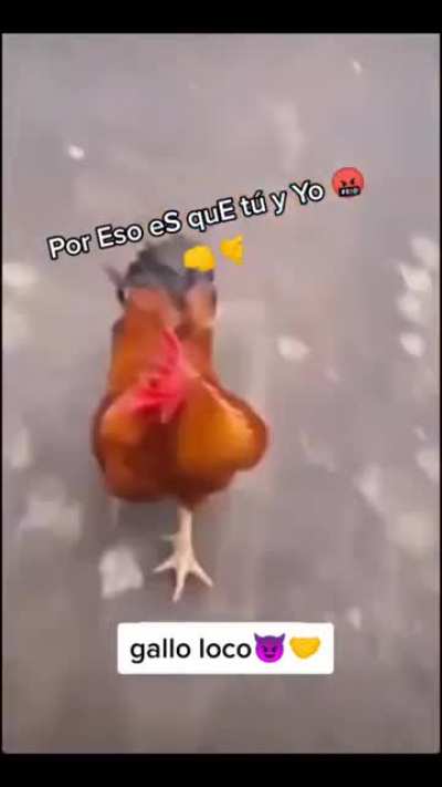 gAllo LOCo 😈