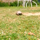 hittoise
