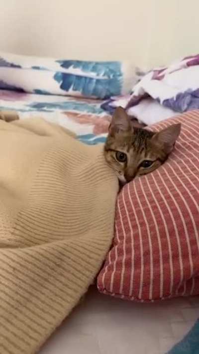 Artık karar verdim beyler kedi beslemeyi düşünüyorum şimdi ne tür kedi almam gerekli yada elinde olan varsa satmak isterse getirsin adresi veriyorum yaz