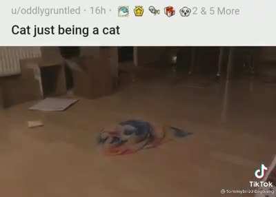 cat’s gonna cat