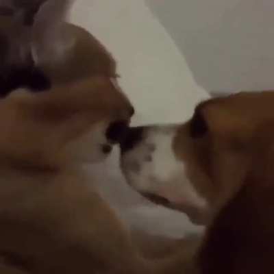 Floppa found love