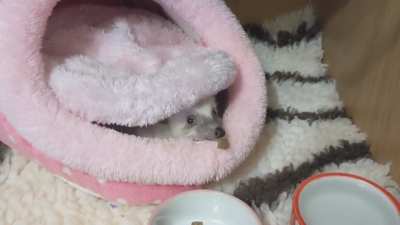 Nom