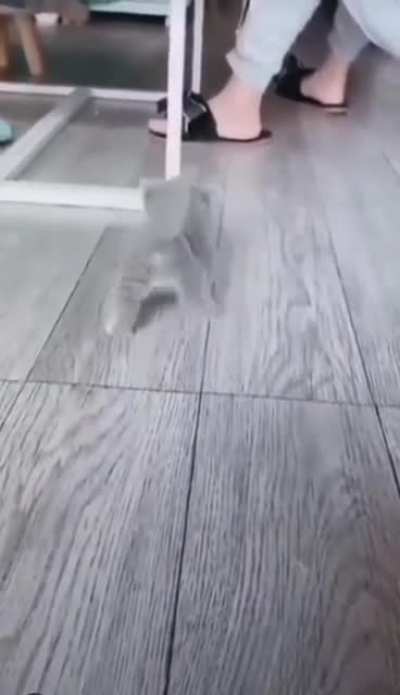 Kitty stomps