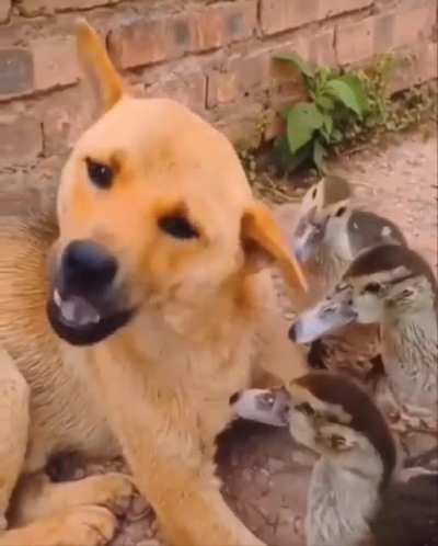 Excuse me? I'm not a food