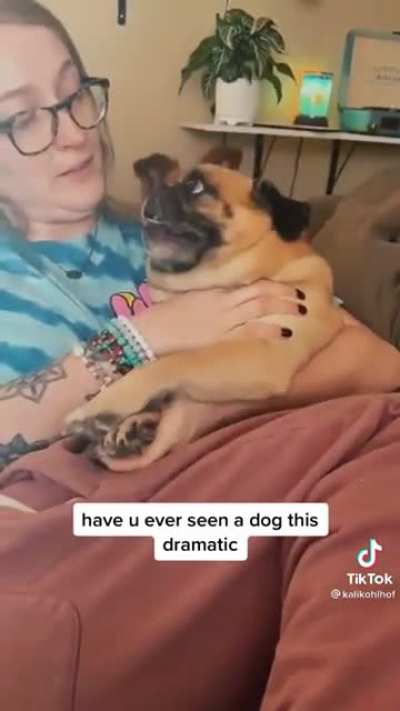 Pug woofing inside