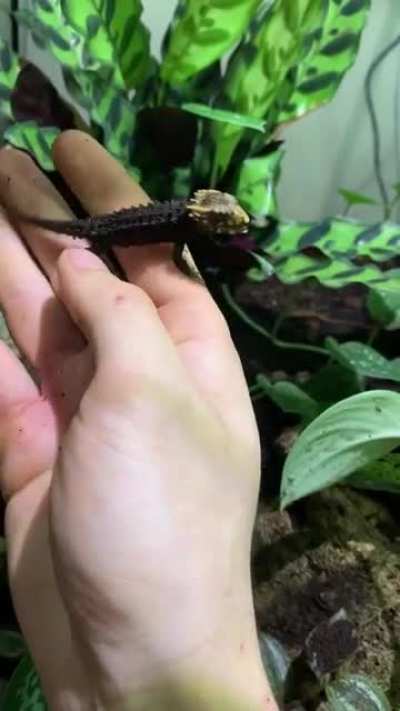 So ferocious!