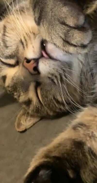 Bagel dreaming about his dinner