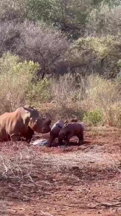 Rhino mom needs a break and steps in to separate her calf and the neighbour's equally boisterous kid