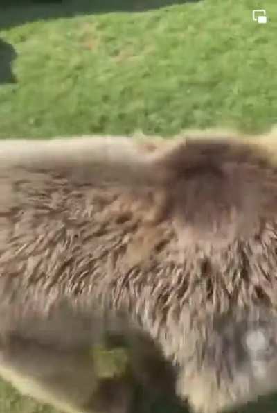 Bear tries to get in the car