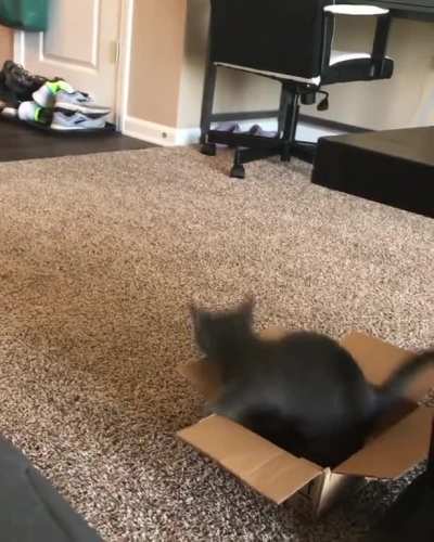 Newly adopted, happy zoomies!!