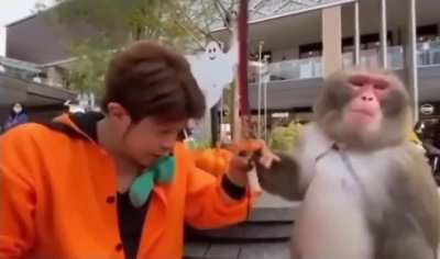 WCGW let Monke hit