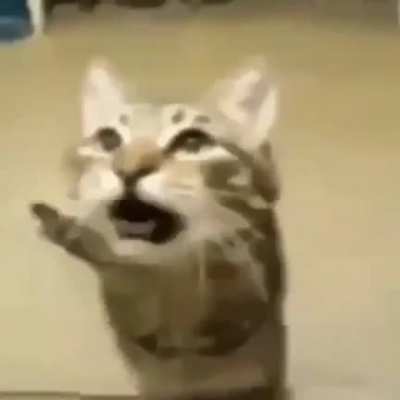 gato