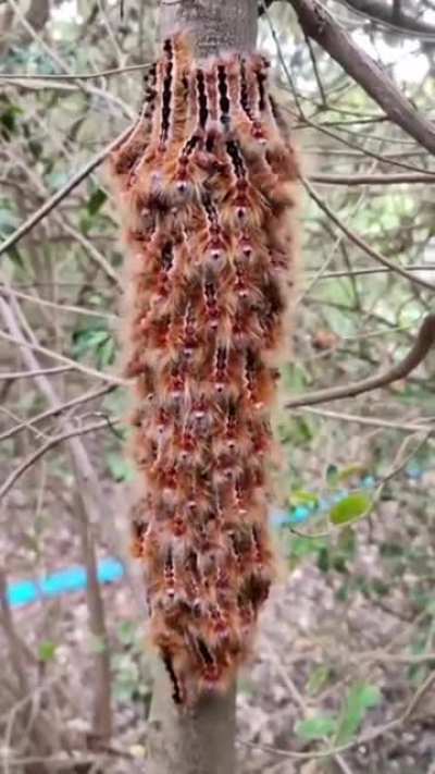 Cape Lappet caterpillars responding to sound by flicking their head