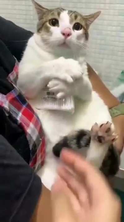 Gato fofo