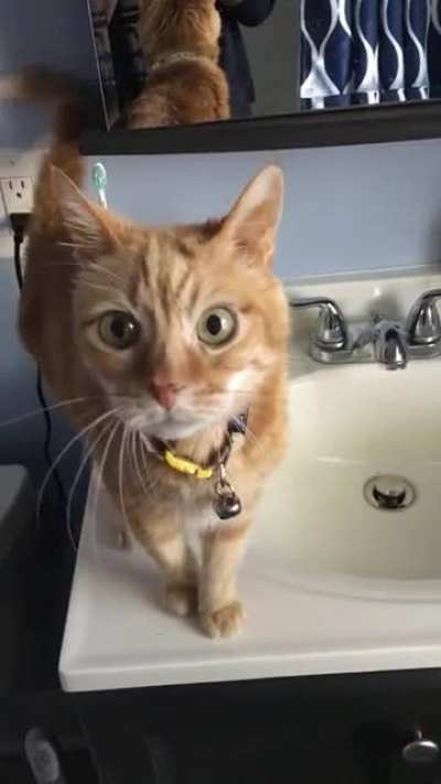 Old girl Cheeks is trying to get that good sink water