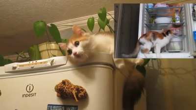 Выйду ночью в кухню с котом!
