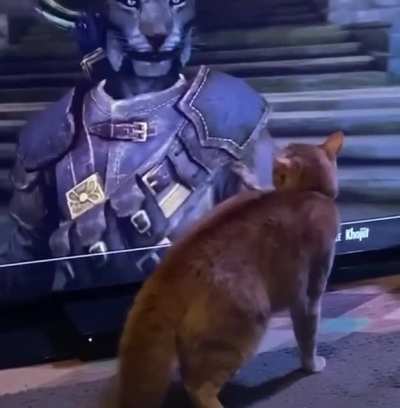 Kitty doesn’t know how to handle a Khajit