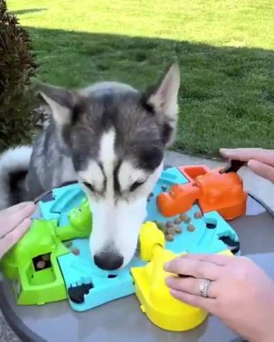 Hungry Hippos