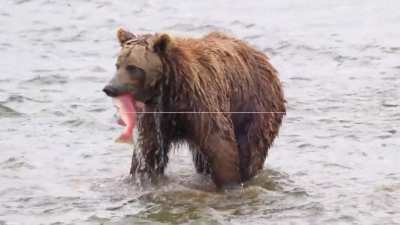 🔥 Grizzly Bear Charges Straight Past Photographers