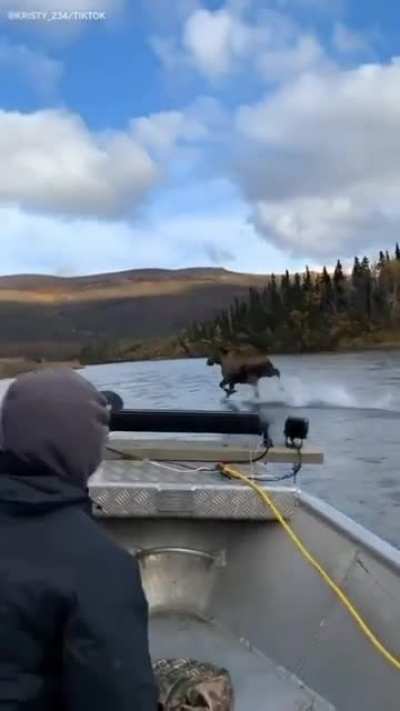 Magic moose