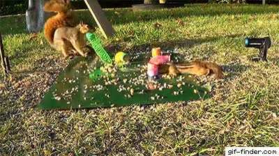 Hit squirrel taking out target