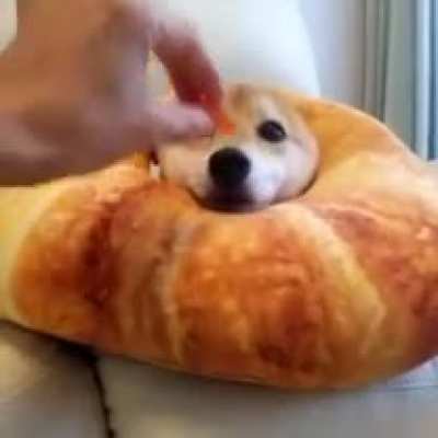 Please enjoy my doggo