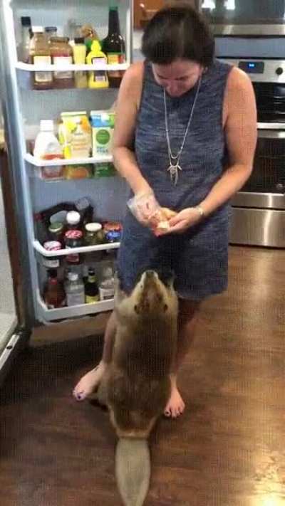 Бобр