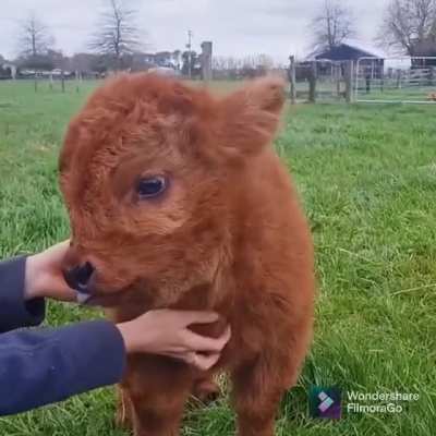 Calf Loves cuddle too.