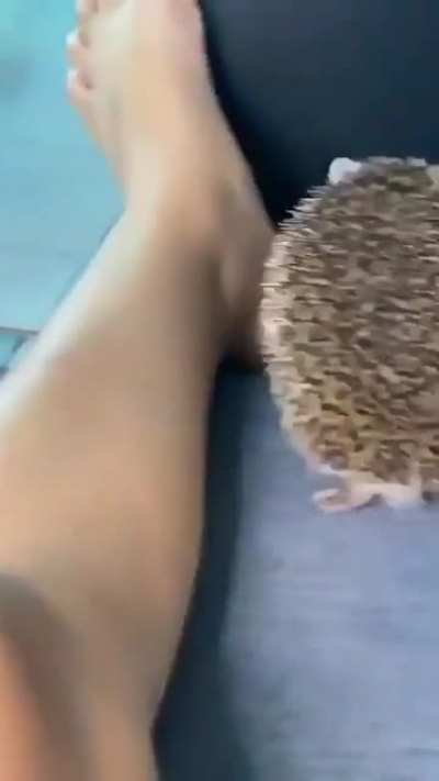 hedgehog nom 🦔