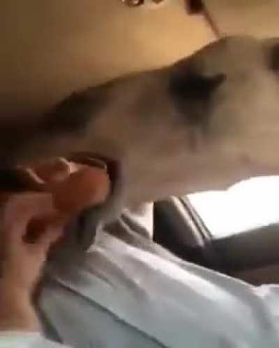 To calmly feed a camel bread like ducks