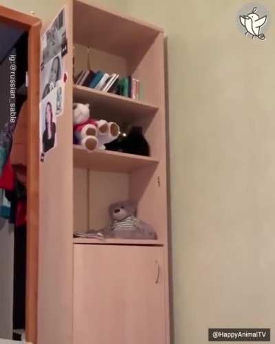 What kind of cat is this?