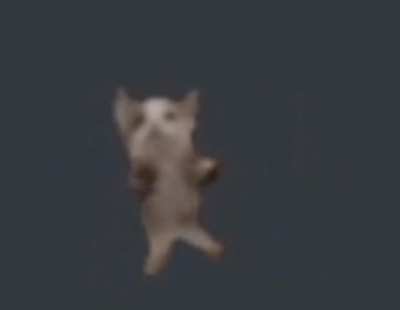 cat.
