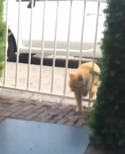 she blamed it on the gate