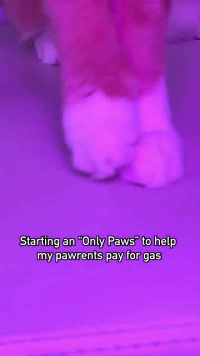 Onlypaws