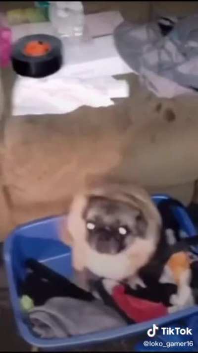 Re fachero el perrito 😎