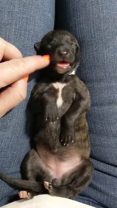 This wee little GH girl was born 6/21. This is how a neonate Greyhound responds to affectionate handling.