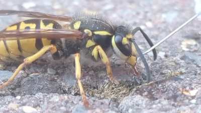 This wasp was stuck in my house for 2 days, when she finally got tired I put her outside and fed her some honeywater, next to her being suprisingly nice (not tryna kill me) she's also fucking beautifull, be carefull with agressive wasp species though, thi