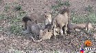 Lions fight while eating a water buffalo, then it casually walks off