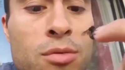 leave bees alone