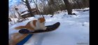Snowboarding cat!
