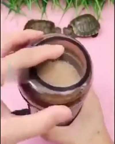 Turtle scares 