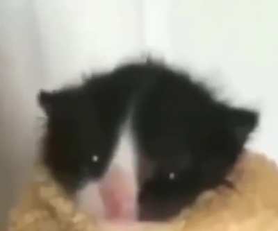 🥺