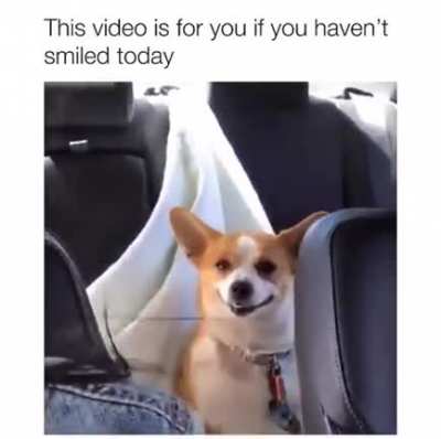 Doggo's first trip.
